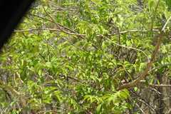 Olax scandens